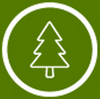 Pine