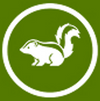 Skunk
